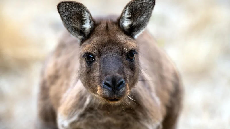 Symbolbild: In OWL halten viele Privatpersonen exotische Tiere. Auch K&auml;ngurus, Krokodile oder Gro&szlig;katzen befinden sich in der Region im Privatbesitz. - &copy; Pixabay/xiSerge