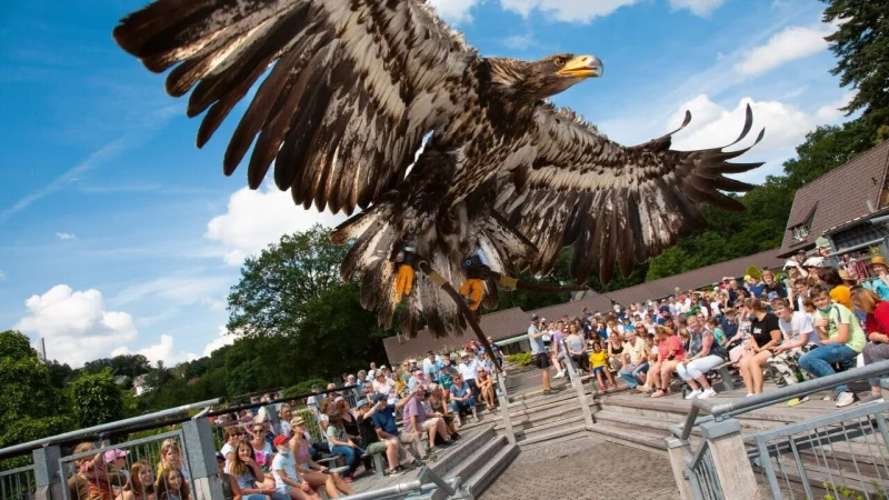 Die Flugshows sind das Highlight bei einem Besuch in der Adlerwarte. - © Adlerwarte Berlebeck