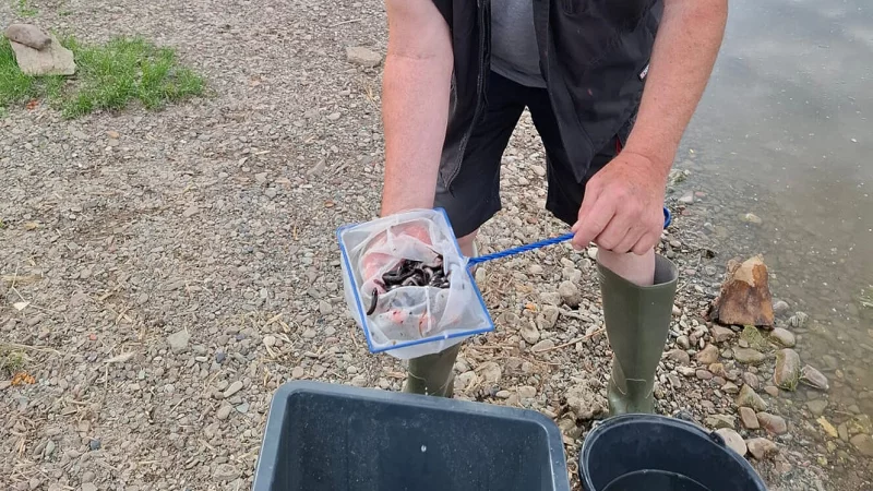 Gerhard Sage aus Erder setzt die gezogenen Quappen in die Weser. - &copy; Lippischer Fischerverein