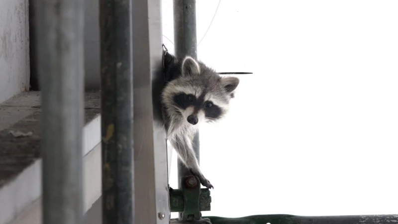 Wahre Kletterk&uuml;nstler: Waschb&auml;ren f&uuml;hlen sich zunehmend in St&auml;dten wohl. Das f&uuml;hrt zu Problemen. - &copy; Alexandra Buck