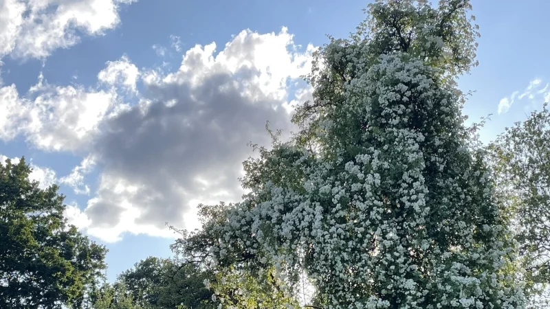 Der alte Birnbaum ist unter dieser pr&auml;chtigen "Bobby James"-Ramblerrose kaum noch zu sehen. - &copy; Nicole Heithecker