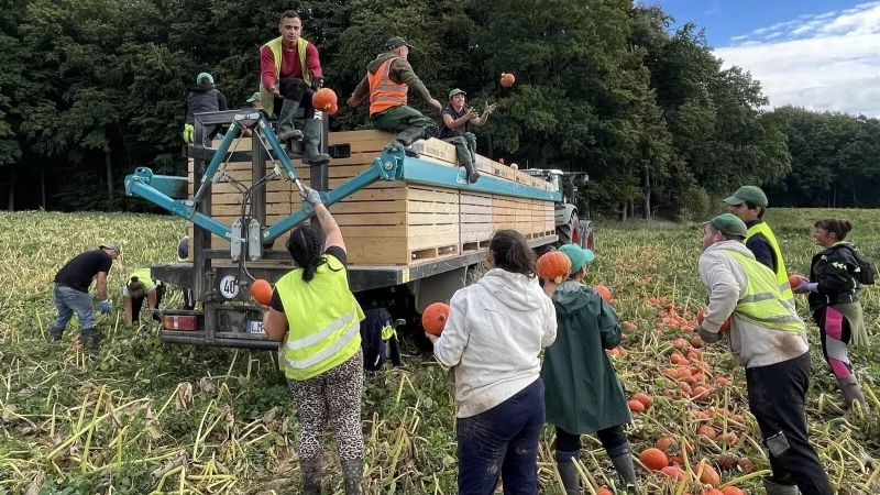 Die rumänischen Saisonarbeiter werfen die Kürbisse bei der Ernte mehr als zehn Stunden auf die Anhänger. Das geht in die Arme. - © Silke Buhrmester