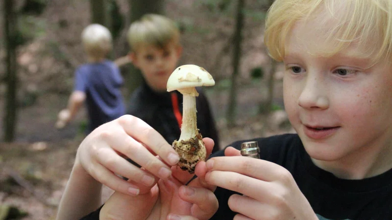 Gef&auml;hrliche Faszination: Immer wieder werden auch in OWL Knollenbl&auml;tterpilze f&uuml;r Champignons gehalten und gegessen. Die Folgen sind verheerend. In diesem August gibt es besonders viele von ihnen in den W&auml;ldern. - &copy; Anna-Lena Ryczek
