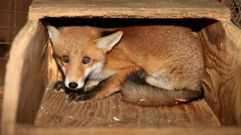 Ein Fuchs in der Schliefenanlage. - &copy; Vera Gerstendorf-Welle