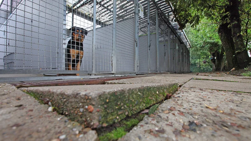 Im Hundehaus mangelt es an einigen Stellen: Dachkonstruktionen sollten erneuert werden und auch neue errichtet. Gehwegplatten m&uuml;ssten neu verlegt werden und B&auml;ume gef&auml;llt. - &copy; vera gerstendorf-welle