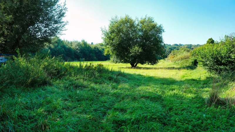 Gr&uuml;ne Idylle im letzten Septmber: Das Areal zwischen Sichterwiese, Wlihelm-Busch- und Arndtstra&szlig;e ist wegen Tiefbauma&szlig;nahmen inzwischen ordentlich umgegraben worden. Angrenzend soll eine Kita entstehen und der Rest - perspektivisch - vielleicht bebauut werden. - &copy; Archivfoto: Sven Koch ,Sven Koch