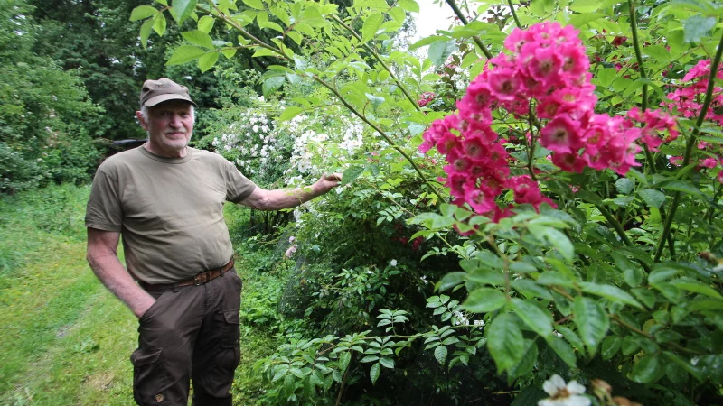 Eike Stock zeigt Rosen, die mit einem sie stützenden Apfelbaum wachsen. Er hat sie einst selbst gepflanzt. - © Jens Rademacher