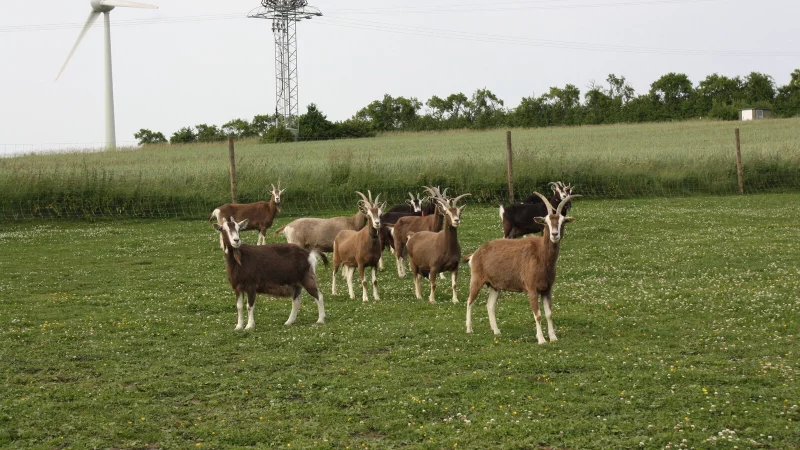 Gl&uuml;cklichere Zeiten im Juni 2025: Die Ziegenherde aus Brakel-Frohnhausen, als Klauenschneiden noch kein Thema war. - &copy; Annelie Rei&szlig;ner