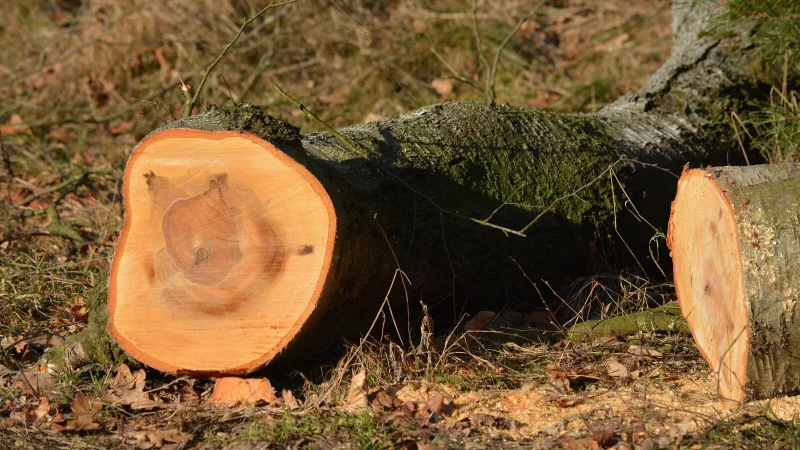 Im Naturschutzgebiet Norderteich mit Naptetal m&uuml;ssen B&auml;ume fallen. - &copy; Symbolbild: Pixabay