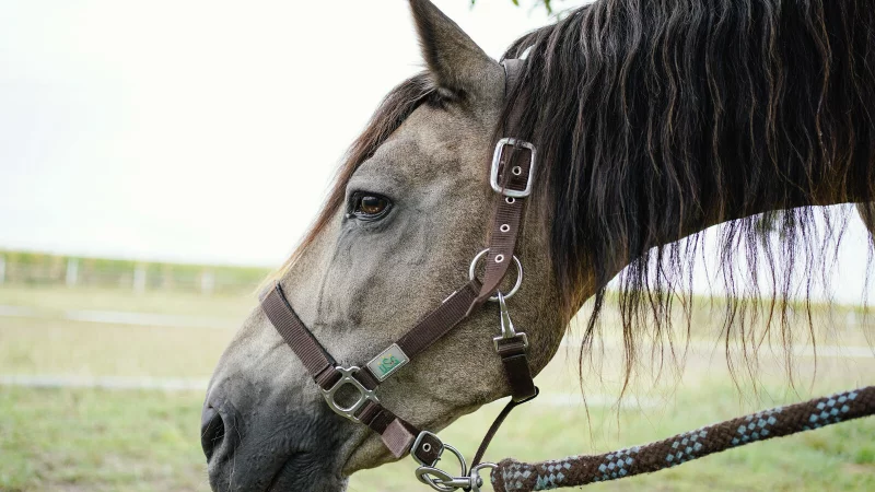 Der plötzliche Tod eines Pferdes bei einem Schützenfest im Kreis Gütersloh hat am Donnerstag die Einsatzkräfte der Feuerwehr auf den Plan gerufen. - © dpa