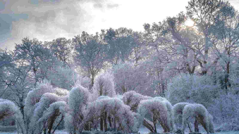 Der Weidendom glitzert in frostiger Pracht. - &copy; R&uuml;diger Hose
