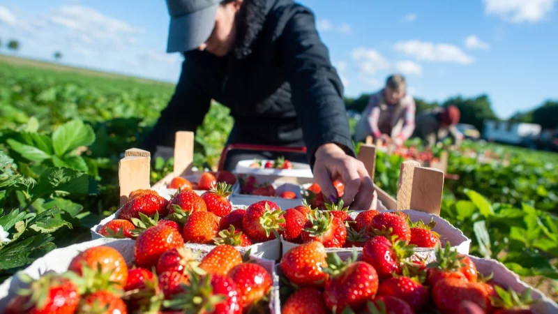Erntehelferinnen und -helfer werden zum Beispiel auf Erdbeerfeldern eingesetzt. Häufig stammen die Arbeiter aus Osteuropa. - © dpa