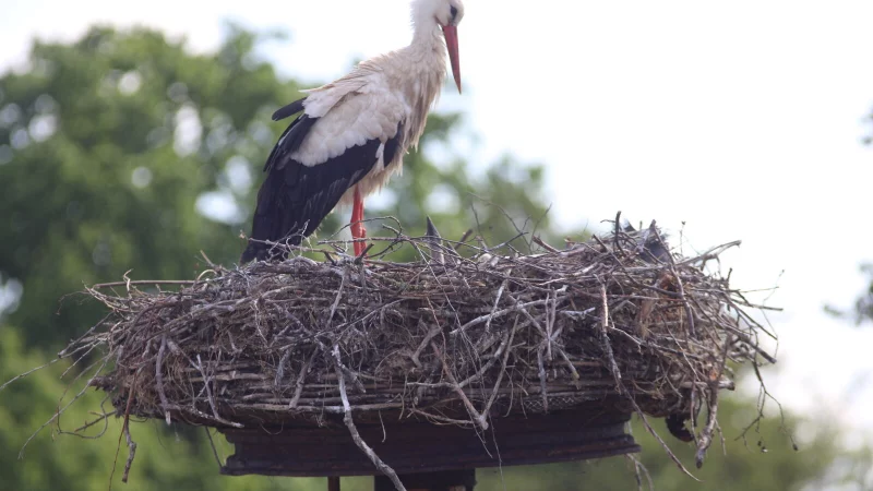 Aus dem Nest truene sich die Babystörche noch nicht, einen kleinen Schnabel kann man dennoch erkennen. - © Vasco Stemmer
