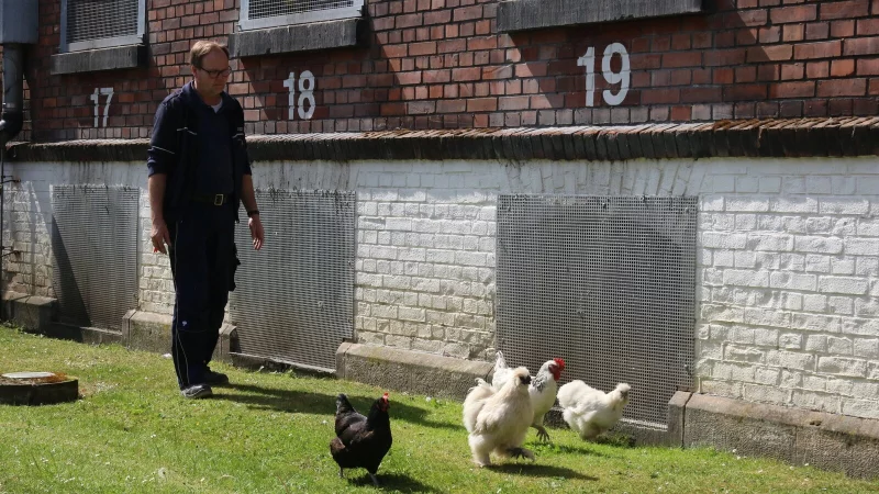 Thomas Brandt, Betriebsleiter in der Abteilung Arbeitstherapeutische Maßnahmen der Justizvollzugsanstalt Herford, bringt die Hühner im Innenhof des Gefängnisses auf den richtigen Weg. - © Matthias Bungeroth