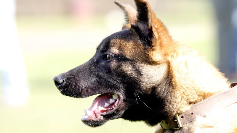 Auf seiner Flucht lief der Sch&auml;ferhund-Mischling vom Adenauerplatz bis nach Quelle. Dort fing seine Besitzerin ihn ein. - &copy; Stefan Boscher