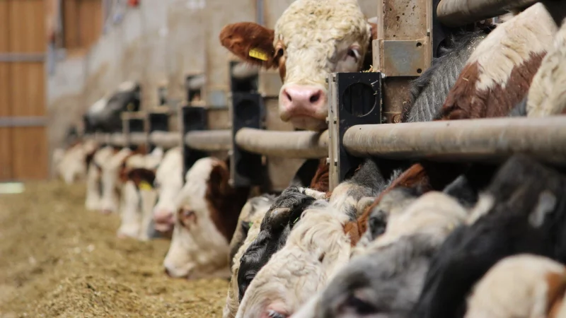 Immer wieder stellen Ämter Verstöße und Mängel in Mastbetrieben - manche sind gravierend, andere dagegen ziemlich harmlos. - © Lukas Brekenkamp