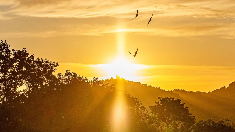 Auch im Bereich des Siebengebirges südlich von Bonn sollen neue Wildnisflächen entstehen. - © IMAGO/Bonn.digital