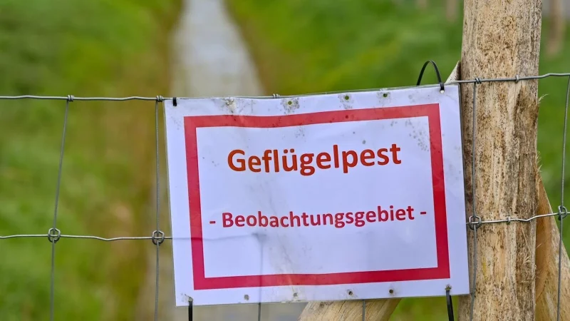 Die Gefl&uuml;gelpest hat Lippe erreicht. Ein Verdachtsfall hat sich best&auml;tigt. - &copy; (Symbolbild) dpa/Patrick Pleul