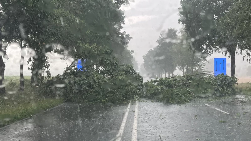 Ein Baum ist am Donnerstagnachmittag auf die Ostwestfalenstraße gestürzt. - © Polizei Lippe