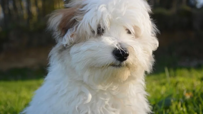 So &auml;hnlich sieht Trudi aus - eine kleine, wei&szlig;e Wuschelh&uuml;ndin aus einer ungarischen T&ouml;tungsstation. - &copy; jackielou dl/pixabay