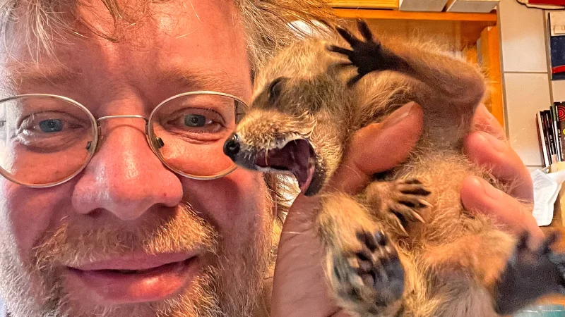 Hungriger kleiner Räuber: Tierfilmer Robin Jähne zieht derzeit vier kleine Waschbären mit der Flasche auf. Hinterher finden sie Platz in einem Tierpark. - © Robin Jähne