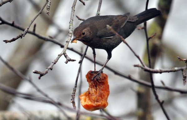 Amsel - © Foto: Karl-Josef Hildenbrand/dpa