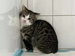 Auch Kevin ist noch etwas misstrauisch. - &copy; Tierheim Detmold