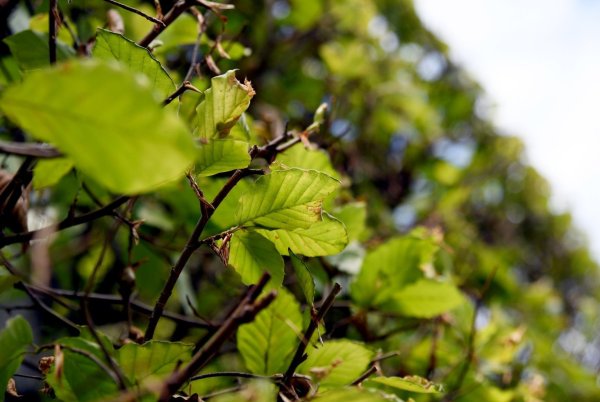 Gestutzte Hecke - © Foto: Andrea Warnecke/dpa-tmn