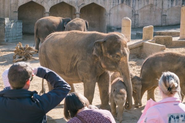 Zoobesucher beobachten die spielenden Elefanten am 27.03.2017 im Zoo in Hannover (Niedersachsen). - © dpa