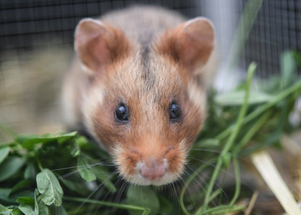 Hamster - © Foto: Arne Dedert
