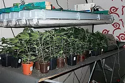 Die Br&uuml;der scheuten weder Kosten noch M&uuml;hen, um f&uuml;r das Marihuana optimale Bedingungen zu schaffen. - &copy; FOTO: POLIZEI
