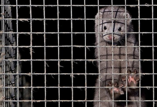 Von ehemals fünf haben zwei Pelztierfarmen ihren Betrieb eingestellt. - © FOTO: DPA