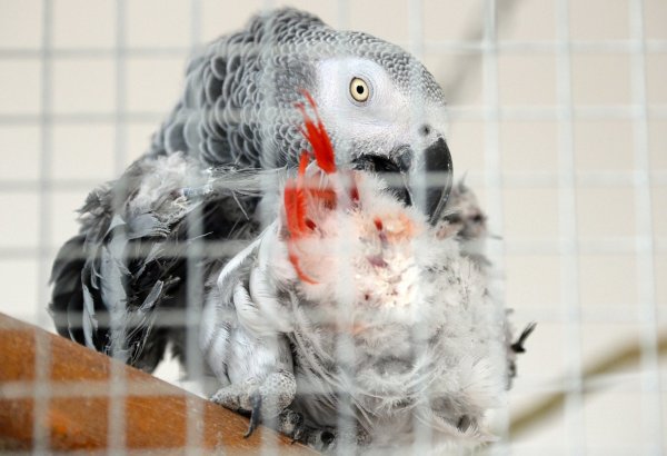 Papagei verletzt sich - © Foto: Andrea Warnecke