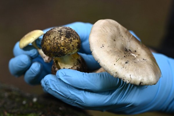 Eine Wissenschaftlerin vom Royal Botanic Garden Victoria zeigt giftige Knollenblätterpilze. - © Joel Carrett/AAP/dpa