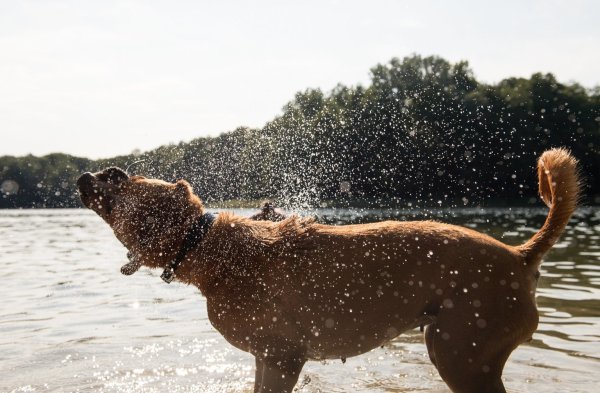Hund am Badesee - © Foto: Robert Günther/dpa-tmn