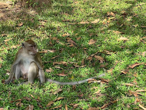 Thailändische Behörden haben Dutzende Affen befreit. (Archivbild) - © Carola Frentzen/dpa