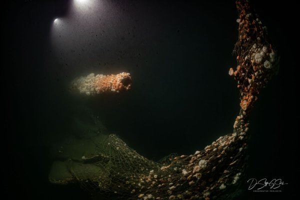 Die Tauchgänge fanden nach Angaben des Teams in großer Tiefe und unter herausfordernden Bedingungen statt. - © Dr. Steffen G. Scholz/ProjectXplore /dpa