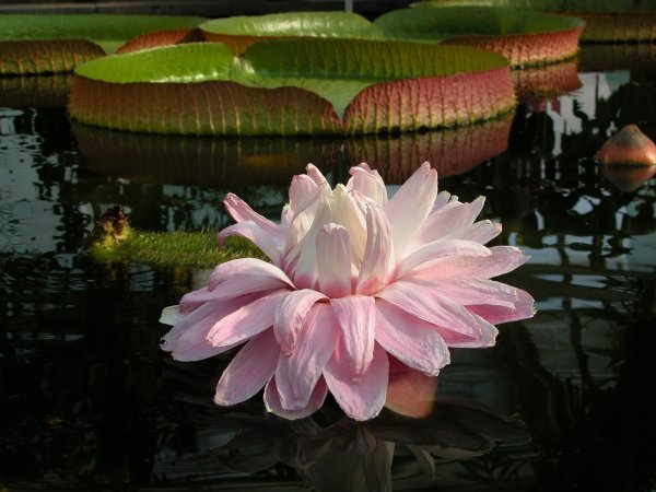 Seerose in Berlin - © Foto: I. Haas/Botanischer Garten und Botanisches Museum Berlin
