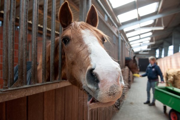 Pferd - © Foto: Ingo Wagner
