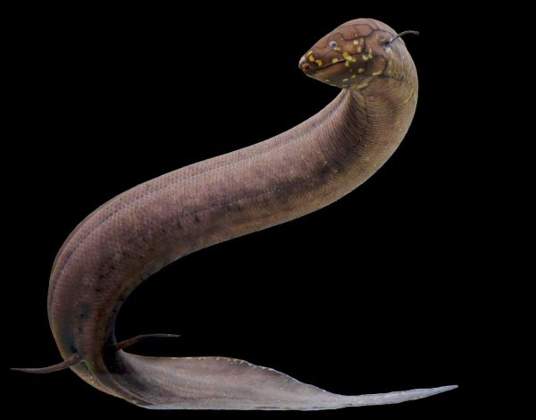 Kein anderes bekanntes Tier auf der Erde hat ein so großes nachgewiesenes Genom wie der Südamerikanische Lungenfisch. - © Katherine Seghers/Louisiana State Universität/dpa