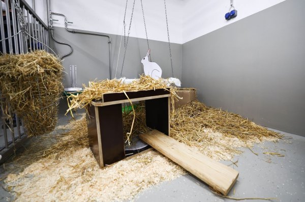 Kaninchen gehören nach Mäusen, Fischen und Ratten zu den häufigsten Versuchstieren. - © Christian Charisius/dpa