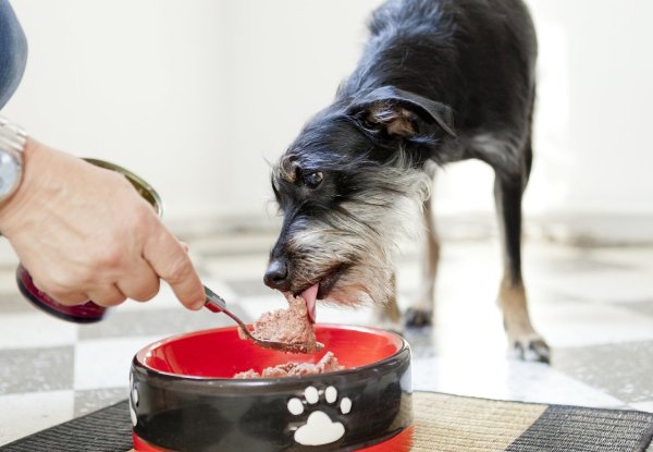 Hund beim Fressen - © Foto: Monique Wüstenhagen