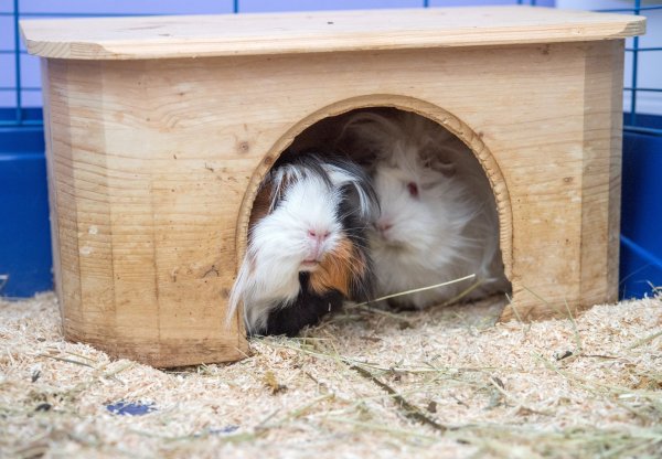 Meerschweinchen sind nicht gern allein - © Foto: dpa