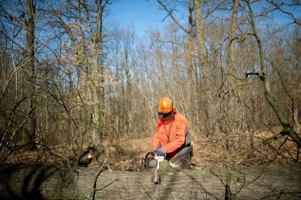 Akku-Kettensägen im Test - © Foto: Klaus-Dietmar Gabbert/dpa