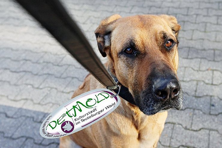 Die Hundemarke kostet in Detmold weniger Geld als anderswo - zumindest im landesweiten Vergleich.