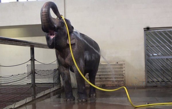 «Duschverhalten wie dieses habe ich bei keinem anderen Elefanten gesehen», sagte Forscherin Lena Kaufmann. - © Lea Urban/Zoo Berlin/dpa