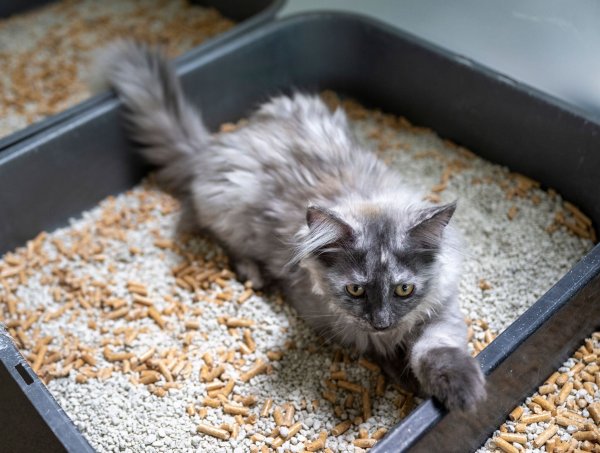 Damit junge Katzen das Klo auch finden, sollte es sich in der Nähe des Hauptaufenthaltsraumes befinden. - © Monika Skolimowska/dpa/dpa-tmn