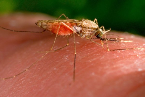 Malaria wird von Mücken übertragen. - © James Gathany/AP/dpa