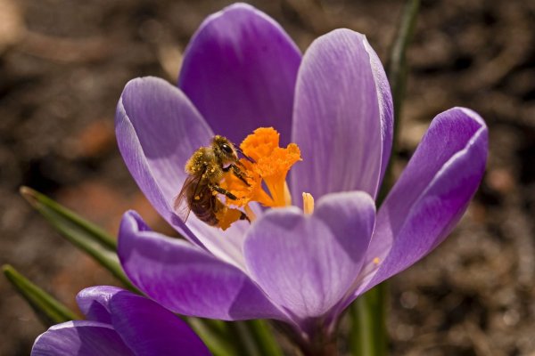 Heimische Zwiebel- und Knollenpflanzen wie Krokusse liefern früh im Jahr Nahrung für bestäubende Insekten. - © Jens Schierenbeck/dpa-tmn