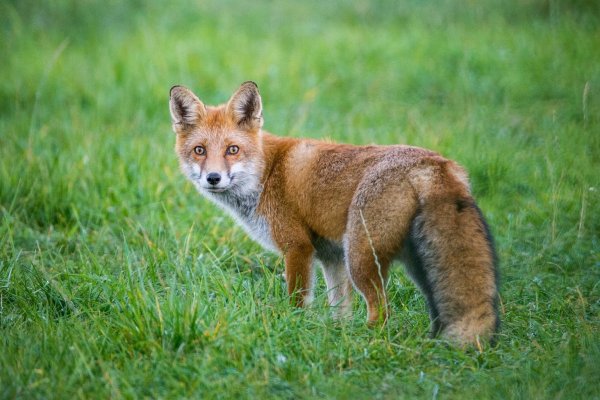 Ein Fuchs steht auf einer Wiese. - © Foto: Patrick Pleul/dpa-Zentralbild/dpa-tmn